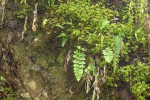 Asplenium aethiopicum