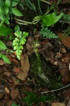 Asplenium aethiopicum