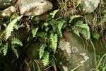 Asplenium aethiopicum