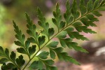 Asplenium aethiopicum