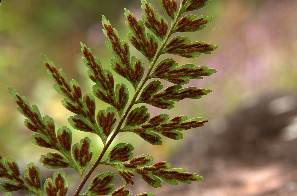 Asplenium aethiopicum