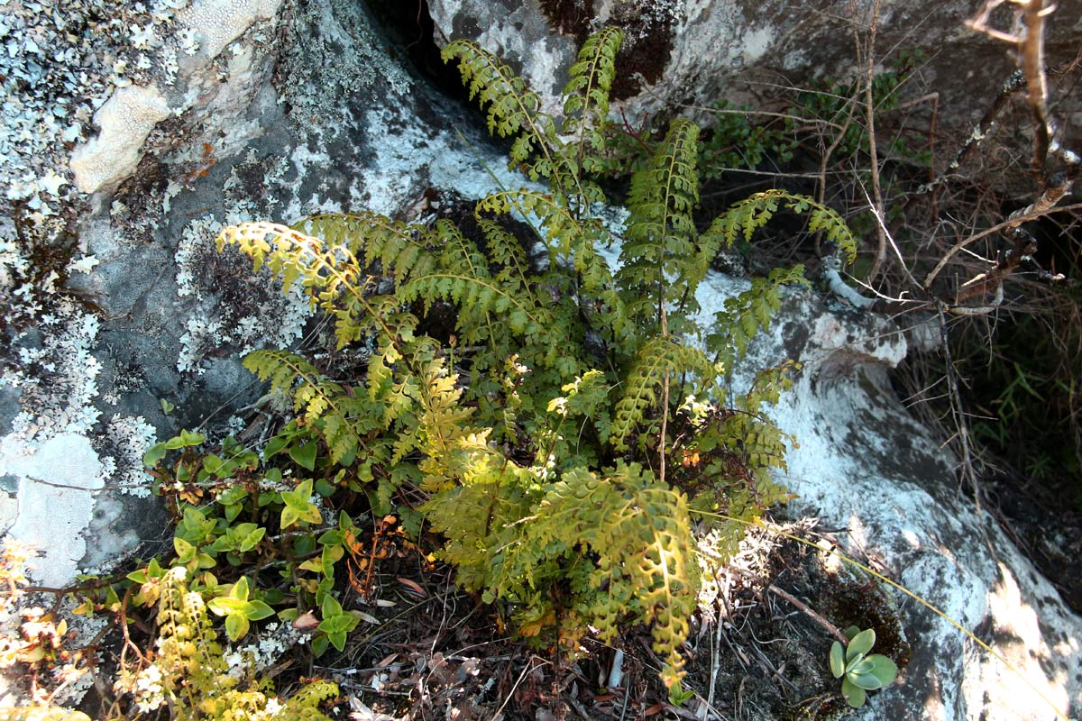 Asplenium aethiopicum