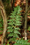 Asplenium aethiopicum