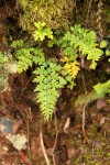 Asplenium aethiopicum