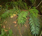 Asplenium anisophyllum