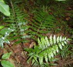 Asplenium anisophyllum