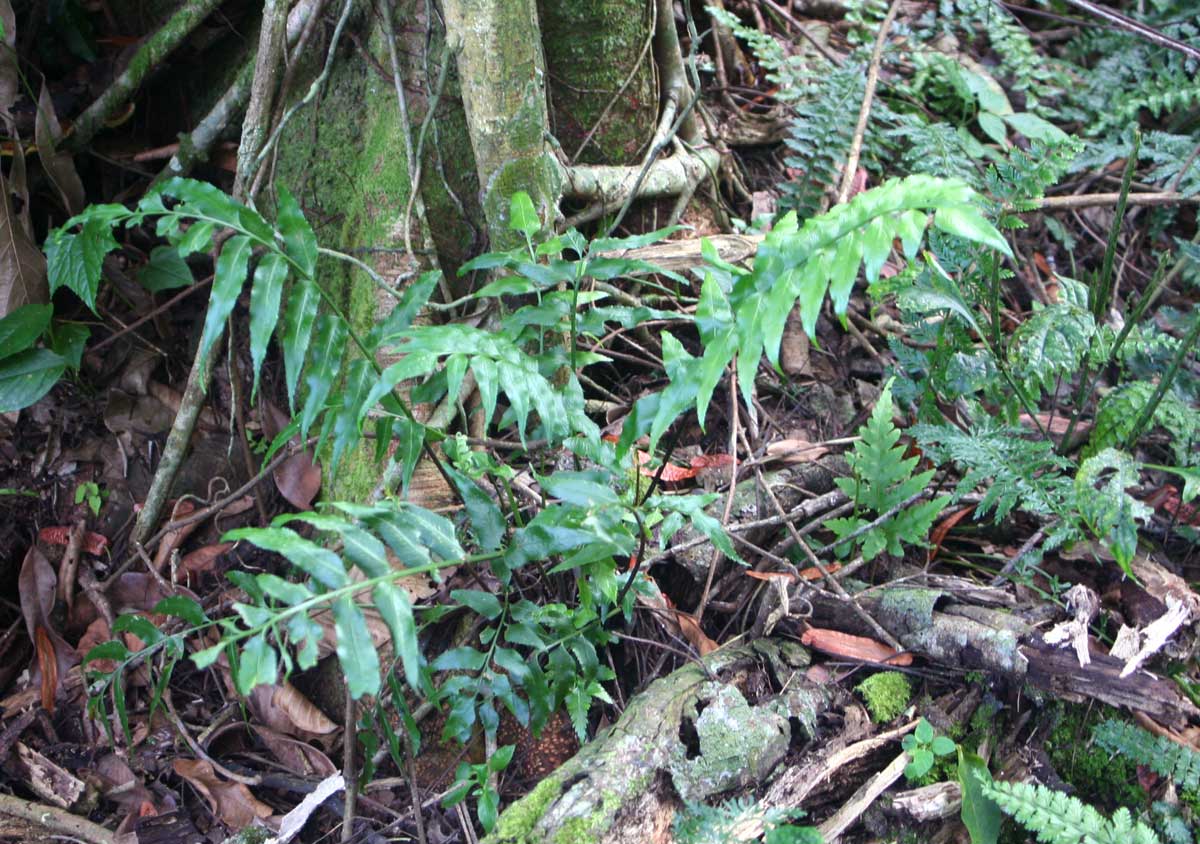 Asplenium anisophyllum