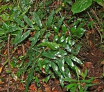 Asplenium ceii