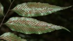 Asplenium ceii