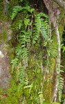 Asplenium sulcatum