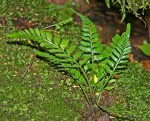 Asplenium sulcatum