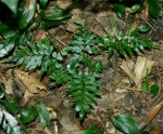 Asplenium blastophorum