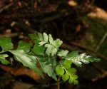 Asplenium blastophorum