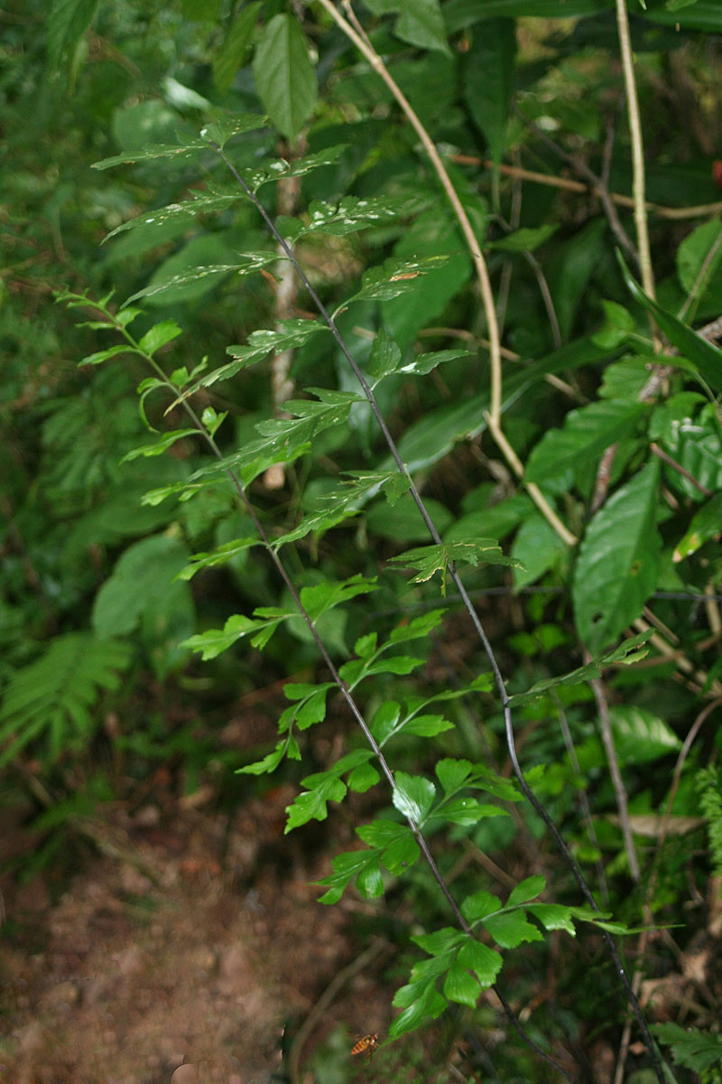 Asplenium blastophorum