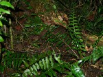 Asplenium boltonii