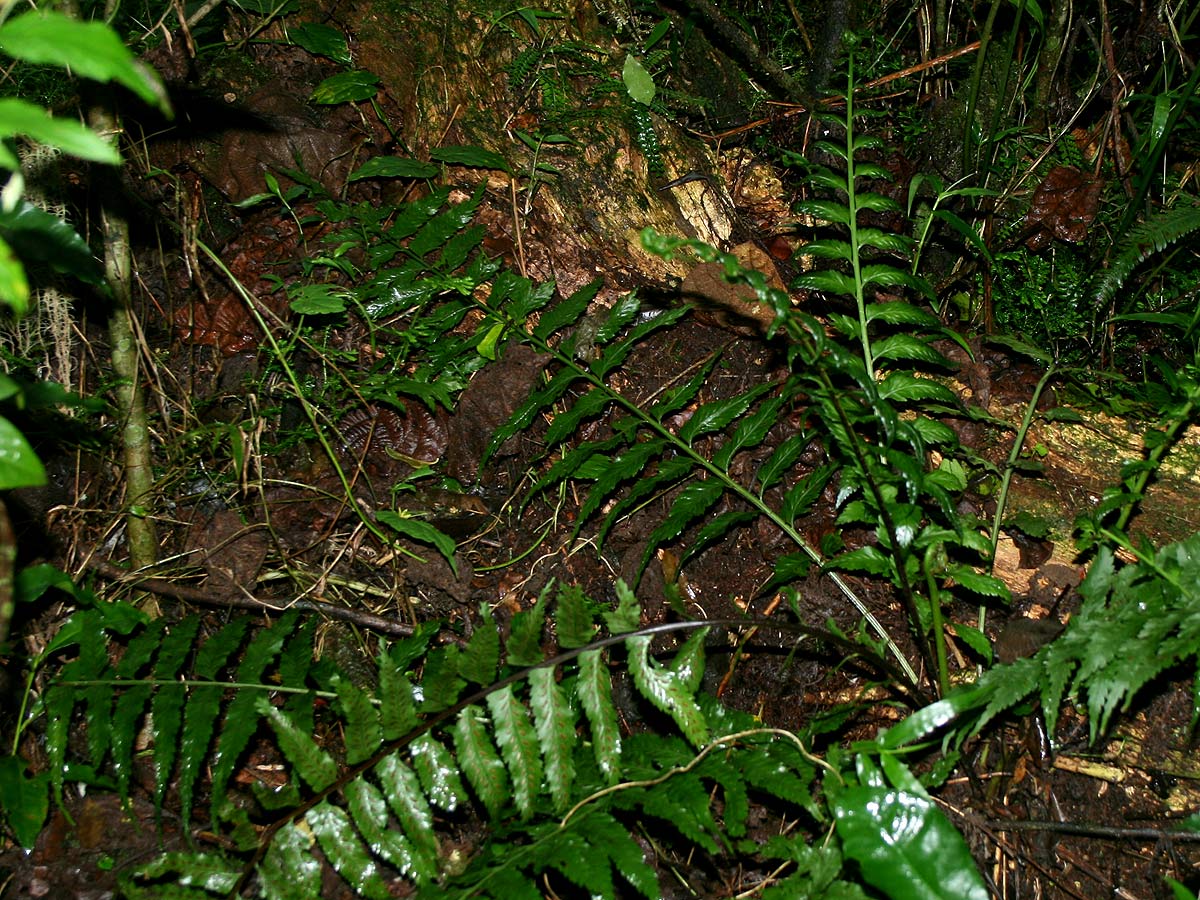 Asplenium boltonii