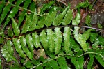 Asplenium boltonii