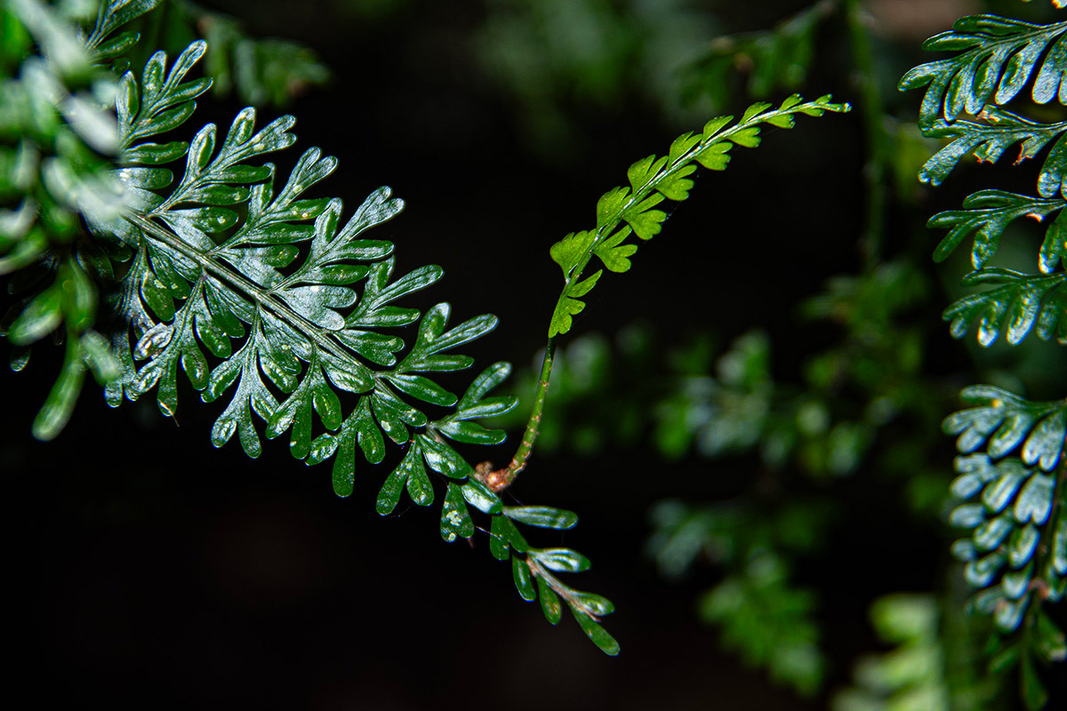 Asplenium dregeanum