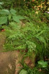 Asplenium dregeanum