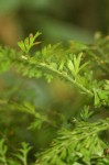 Asplenium dregeanum