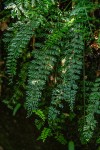 Asplenium dregeanum