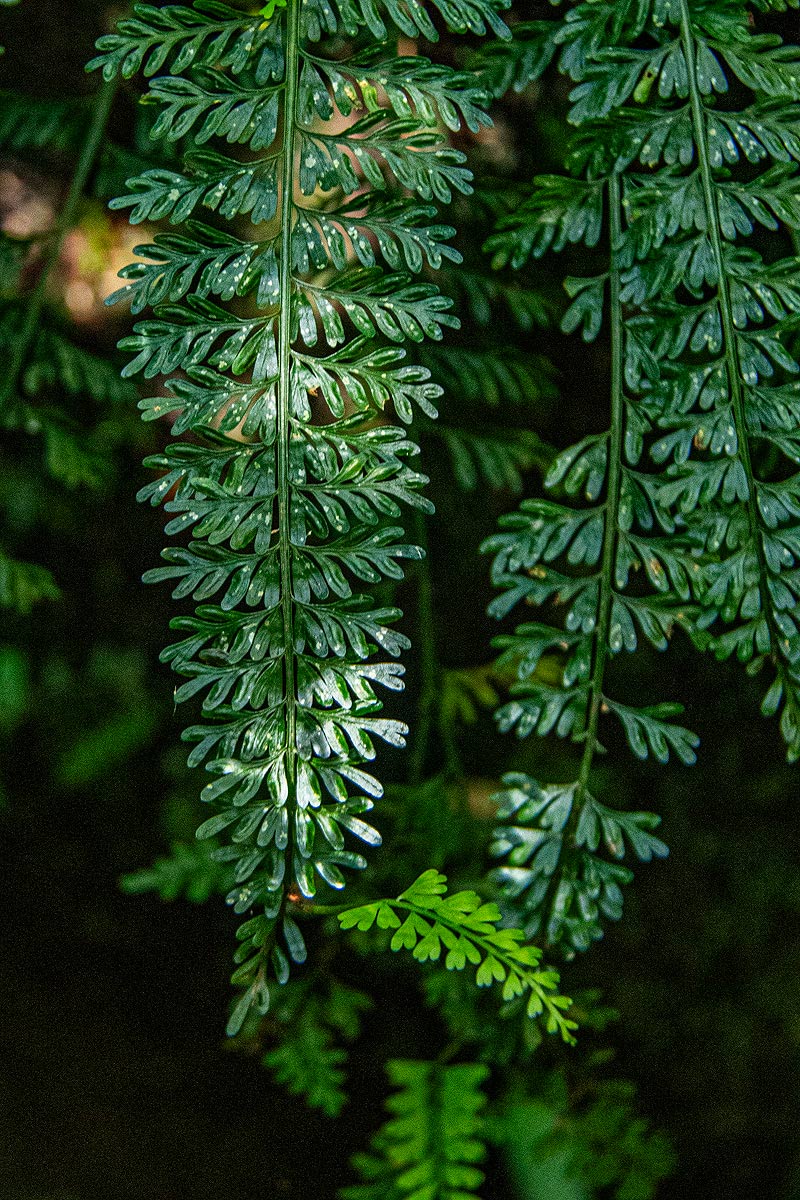 Asplenium dregeanum