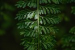 Asplenium dregeanum