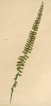 Asplenium erectum