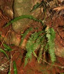 Asplenium erectum