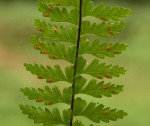 Asplenium erectum