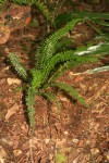 Asplenium erectum