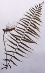 Asplenium friesiorum