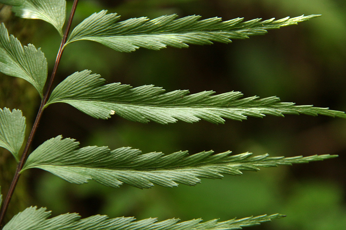 Asplenium friesiorum