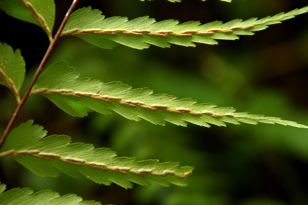 Asplenium friesiorum