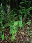 Asplenium friesiorum