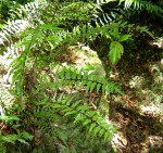 Asplenium friesiorum