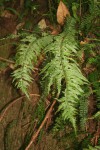 Asplenium friesiorum