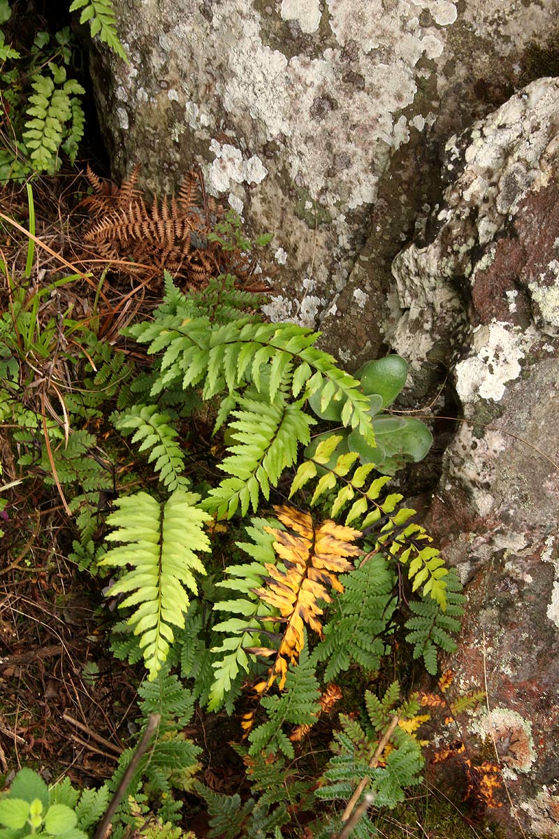 Asplenium friesiorum