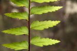 Asplenium friesiorum