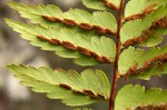 Asplenium friesiorum