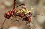 Asplenium friesiorum