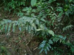 Asplenium gemmiferum