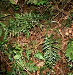 Asplenium gemmiferum