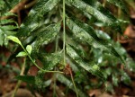 Asplenium gemmiferum