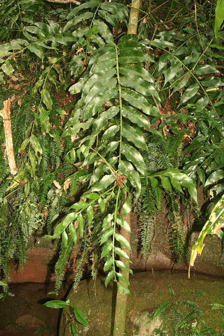 Asplenium gemmiferum