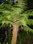 Asplenium hypomelas