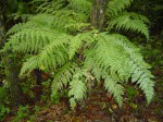 Asplenium hypomelas