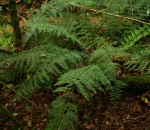 Asplenium hypomelas