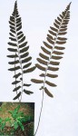 Asplenium inaequilaterale