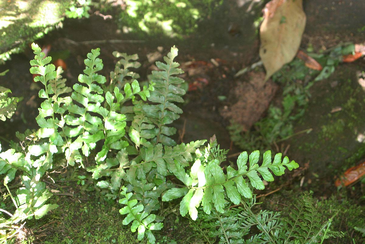 Asplenium inaequilaterale